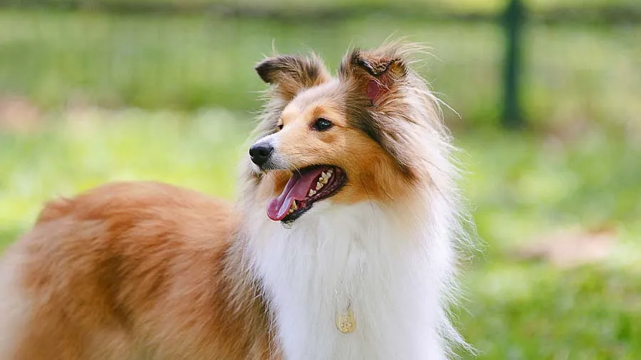 Shetland Sheepdog